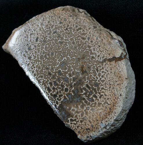 Polished Agatized Dinosaur Bone Section - #14370